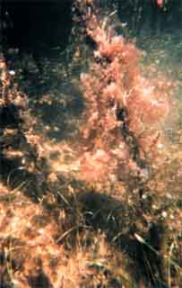 Mangrove root and detritus. Photo © Richard Mieremet, NOAA