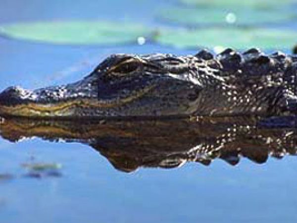 American alligator (Alligator mississippiensis). Photo courtesy South Florida Water Management District