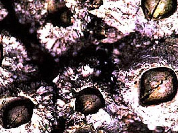 Barnacles. Photo courtesy National Park Service