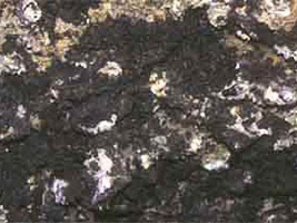 Macroalgae. Photo © John Huisman