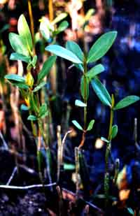 Mangrove seedlings © Cathleen Bester / Florida Museum