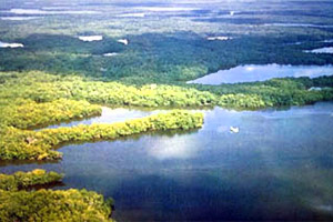 Florida Bay mangroves. Photo courtesy South Florida Water Management District