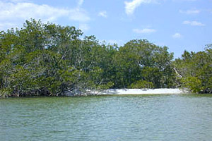 Gulf Shoreline: Ten Thousand Islands. Photo courtesy U.S. Geological Survey