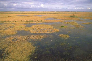 Everglades marsh.