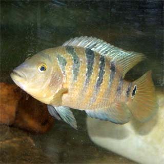 Mayan cichlid. Photo courtesy U.S. Geological Survey