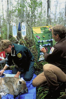 Florida panther health exam. Photo courtesy U.S. Fish and Wildlife Service