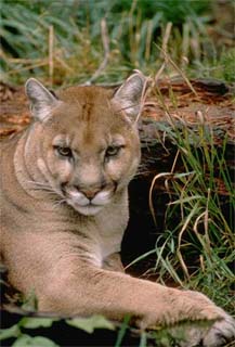 Florida panther. Photo courtesy U.S. Fish and Wildlife Service