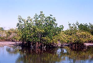 Mangrove Habitat. Photo © Florida Museum