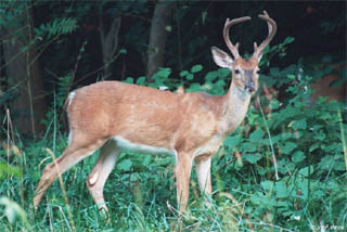 White-tail deer. Photo © John White