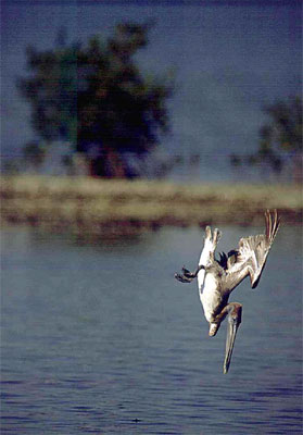 Pelican diving for fish. Photo courtesy South Florida Water Management District