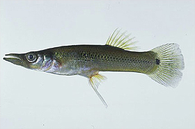 Pike killifish. Photo © Leo Nico, U.S. Geological Survey