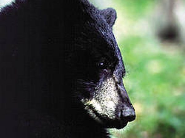 Florida Black Bear (Ursus americanus floridanus). Photo courtesy U.S. Department of Tranportation