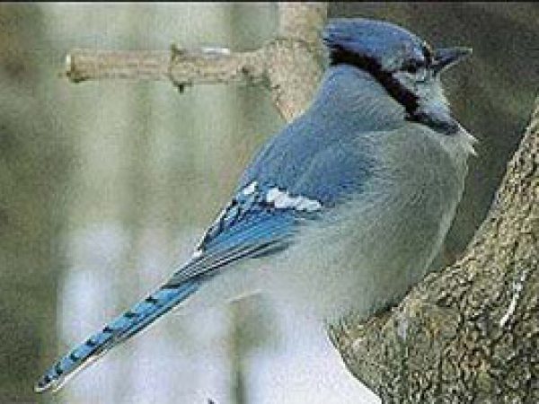 Blue Jay (Cyanocitta cristata). Photo courtesy Loren Oslie/U.S. Geological Survey
