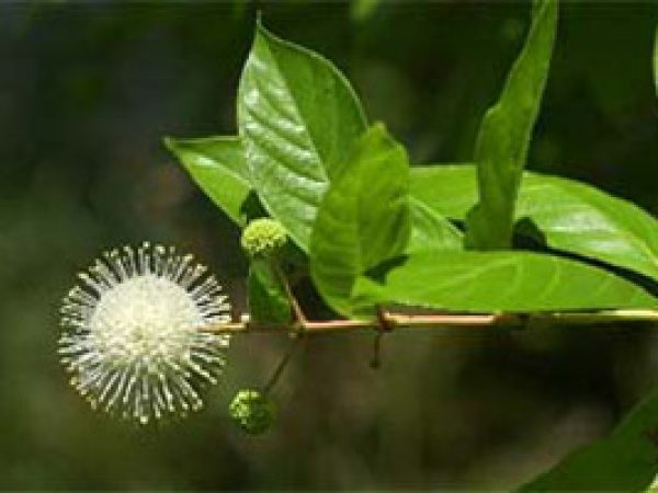 Buttonbush (Cephalanthus occidentalis). Photo courtesy South Florida Water Management District