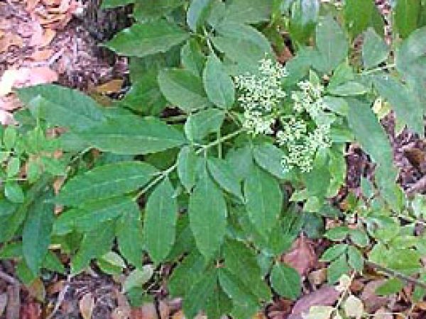 Elderberry (Sambucus canadensis). Photo courtesy South Florida Water Management District