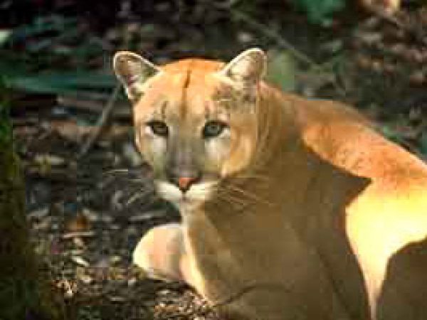 Florida panther (Felis concolor). Photo courtesy South Florida Water Management District