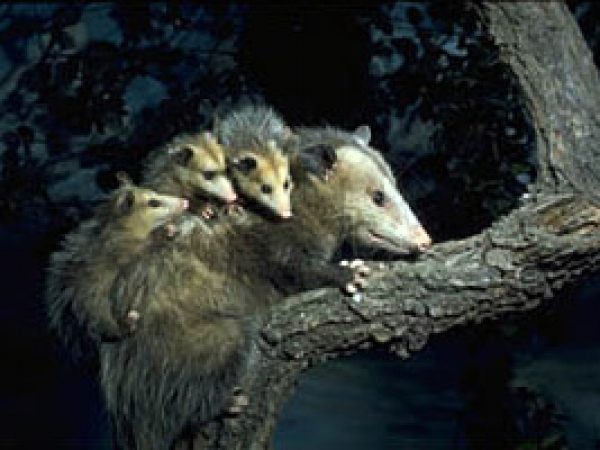 Pineland Opossum