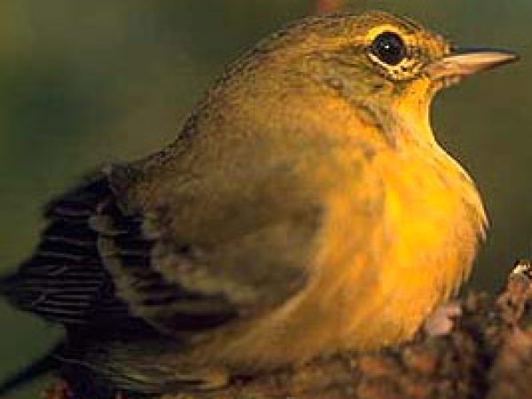 Pine Warbler (Dendroica pinus). Photo courtesy J.A. Spendelow/U.S. Geological Survey