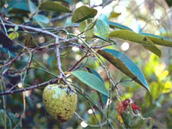 Pond apple (Annona glabra). Photocourtesy South Florida Water Management District