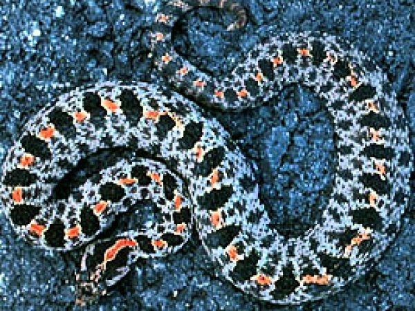 Pygmy Rattlesnake (Sisturus miliarius). Photo courtesy U.S. Geological Survey