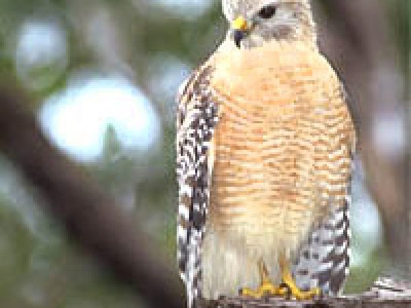 Red-shouldered hawk (Buteo lineatus). Photo © Gerald and Buff Corsi, California Academy of Sciences