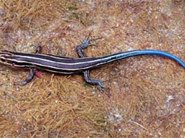 Five-lined skink (Eumeces fasciatus). Photo © John White