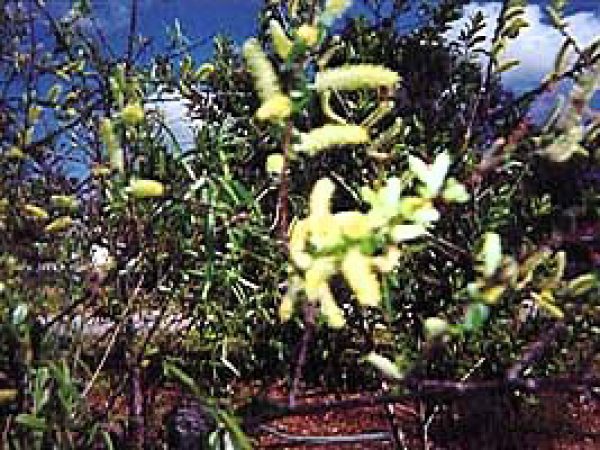 Willow (Salix caroliniana). Photo courtesy South Florida Water Management District