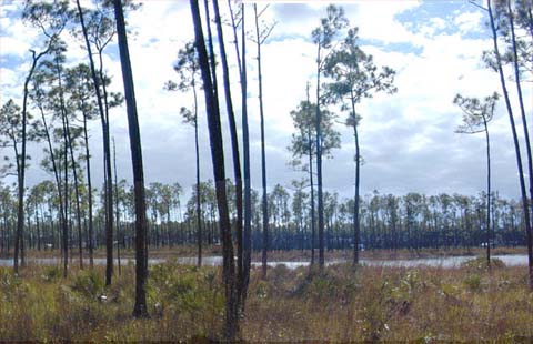 Everglades pinelands. Photo courtesy U.S. Geological Survey