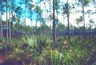 Pinelands. Photo courtesy U.S. Fish and Wildlife Service