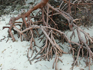 Prop roots of the red mangrove. Photo © Cathleen Bester / Florida Museum