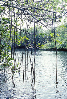 Mangrove root adaptations. Photo courtesy South Florida Water Management District