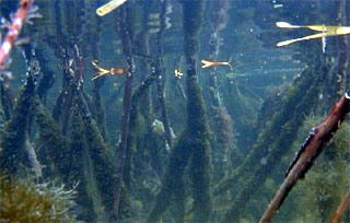 Nutrients are transported into mangrove communities by tides. Photo courtesy U.S. Geological Survey