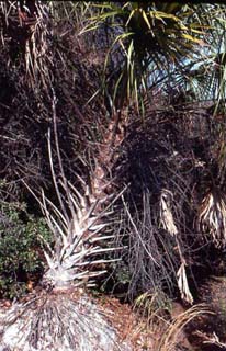 Cabbage palm. Photo © Maynard Hiss