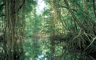 As halophytes, mangroves are able to live in freshwater and saltwater environments. Photo courtesy U.S. Fish and Wildlife Service