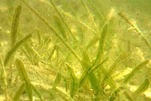 Johnson's seagrass. Photo courtesy NOAA