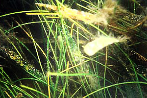 Manatee grass. Photo courtesy South Florida Water Management District