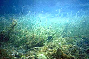 Shoal grass. Photo courtesy South Florida Water Management District