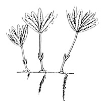 Star grass illustration, courtesy U.S. Fish and Wildlife Service