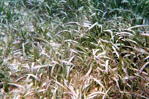 Turtle grass. Photo © Cathleen Bester