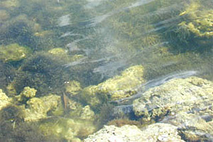 Algae. Photo courtesy U.S. Geological Survey