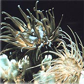 Sea anemone. Photo courtesy NOAA