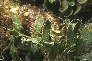 Caulerpa mexicana. Photo © John Huisman