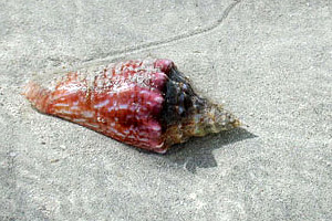 Mollusc in sand adjacent to turtle grass. Photo © Cathleen Bester/Florida Museum