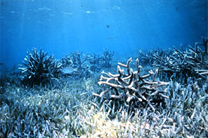 Stony coral within a seagrass meadow. Photo courtesy Florida Keys National Marine Sanctuary