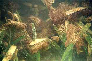 Epiphytes growing on turtle grass. Photo courtesy South Florida Water Management District