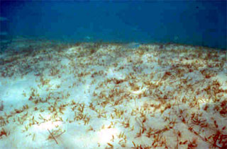Seagrasses are well adapted to saltwater. Photo courtesy NOAA