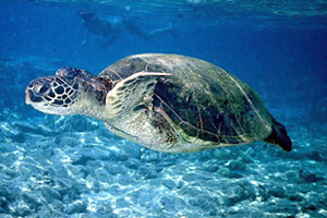 Green sea turtle. Photo © Steve Turek