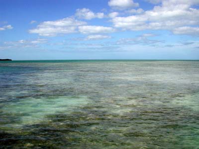 Turtle grass in the Florida Keys. Photo © Cathleen Bester/Florida Museum