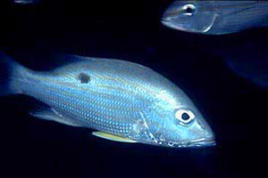 Lane snapper (Lutjanus synagris). Photo © David Snyder