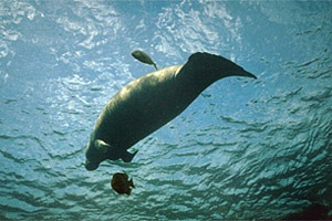 Clear waters over seagrass habitat. Photo courtesy U.S. Geological Survey/Sirenia Project